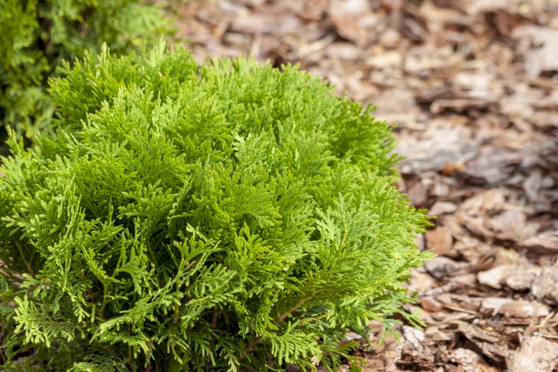 Cypress Mulch Spreading