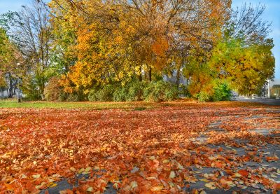 Scenic Yard with Fallen Leaves