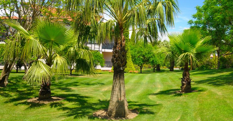 Palm Tree Landscaping
