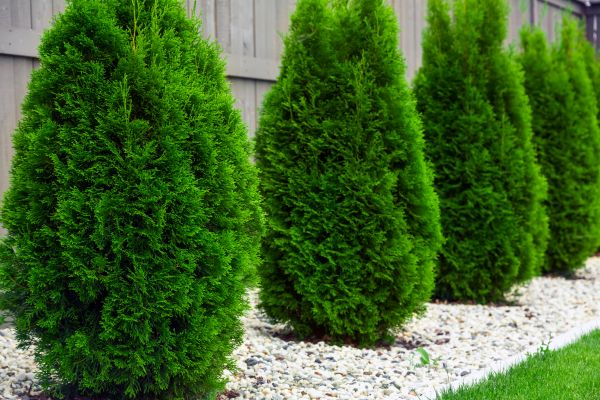 Arborvitae Planting in Clovis