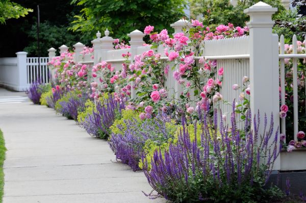 Garden Handyman Service in Clovis
