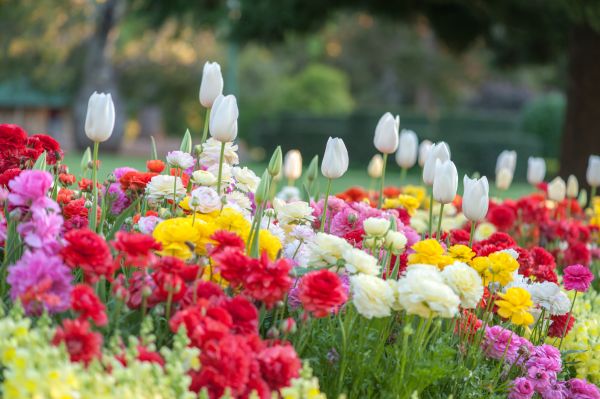Gardening Service in Clovis