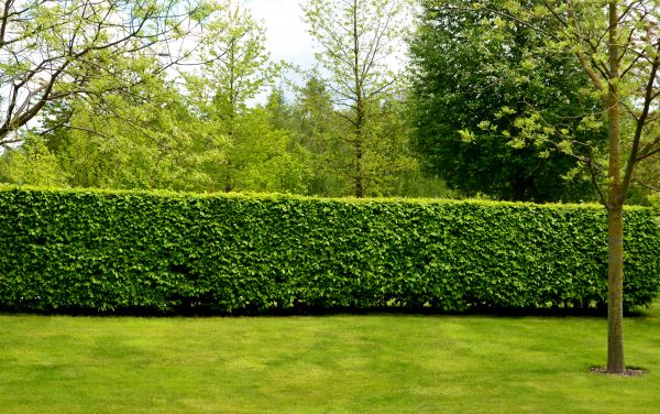 Hedge Planting in Clovis