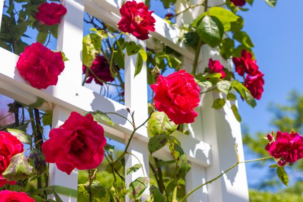 Home Gardening Service in Clovis
