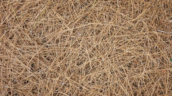 Pine Needles Delivery in Clovis