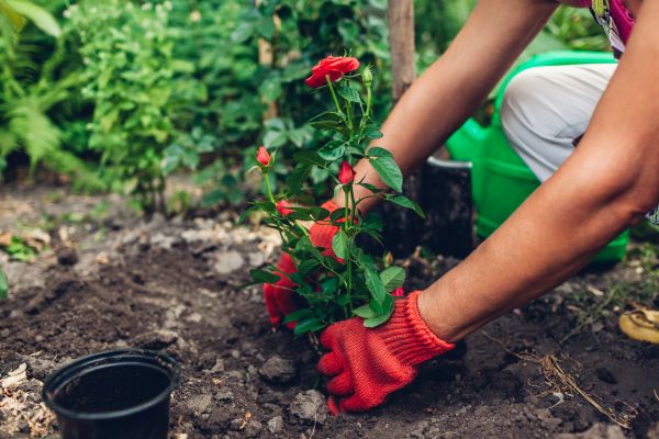 Planting Service in Clovis