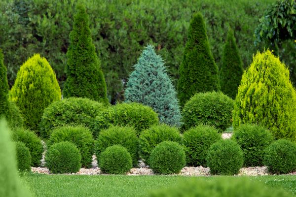 Shrub Installation in Clovis