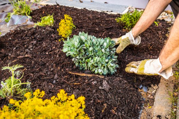Weeding And Mulching in Clovis