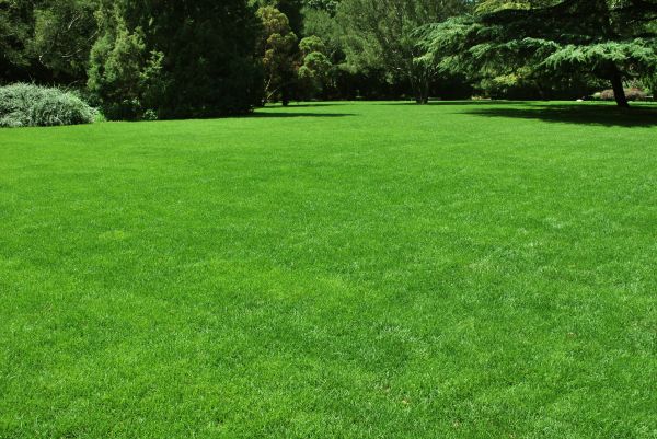 Lawn Landscaping in Clovis
