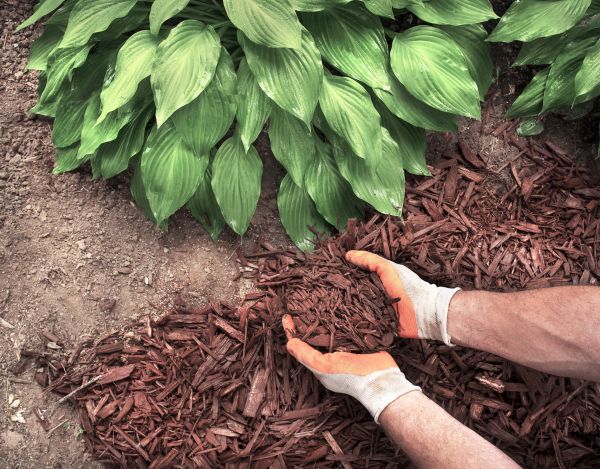 Shredded Mulch Service in Clovis
