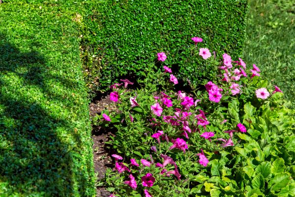 Softscaping Service in Clovis