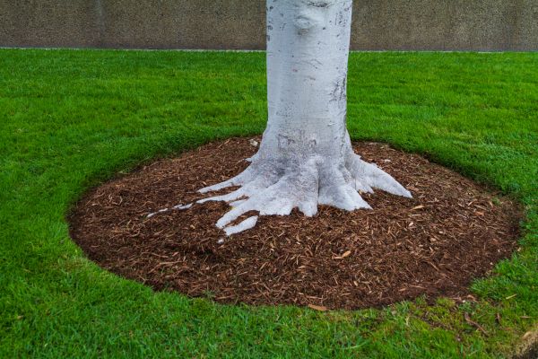 Brown Mulch Installation in Clovis