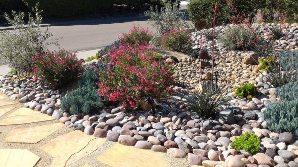 Xeriscape Landscaping in Clovis