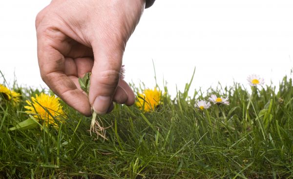 Lawn Weeding in Clovis