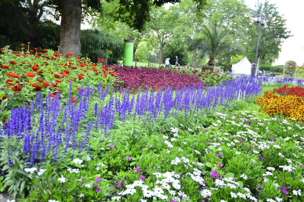 Perennials Planting in Clovis