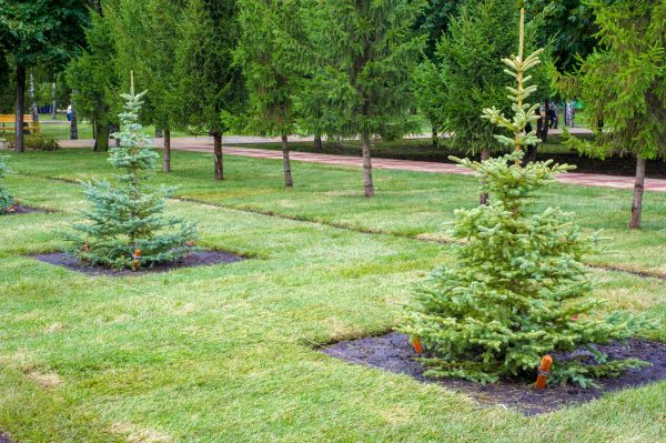 Privacy Trees Planting in Clovis