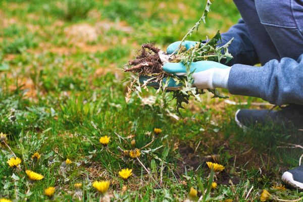 Flower Bed Clearing in Clovis