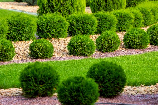 Bush Replacement in Clovis