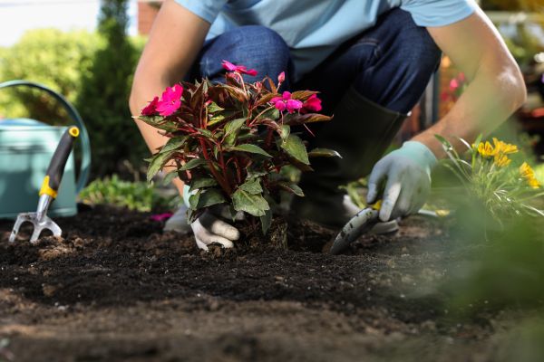 Plant Replacement in Clovis