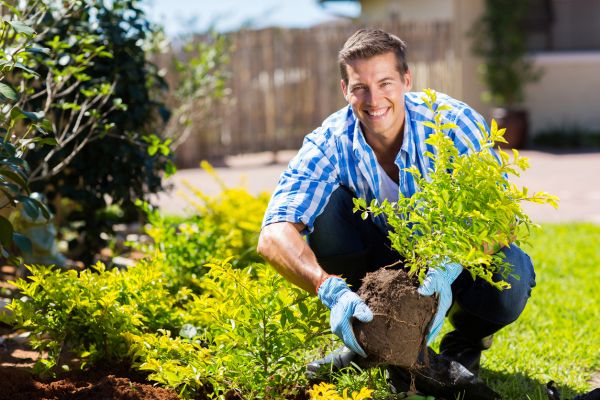 Shrub Landscaping in Clovis