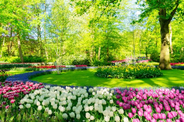 Flower Landscaping in Clovis