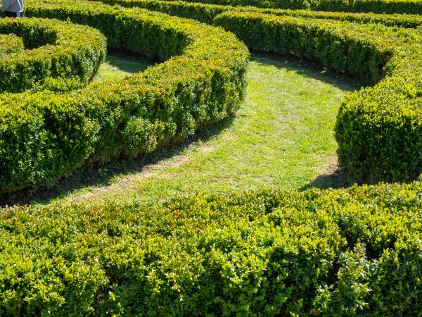 Bush Landscaping in Clovis