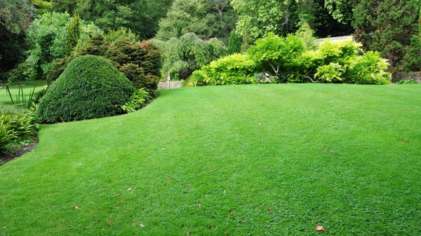 Commercial Landscape Design in Clovis