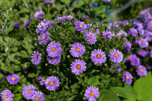 Perennial Flower Planting in Clovis