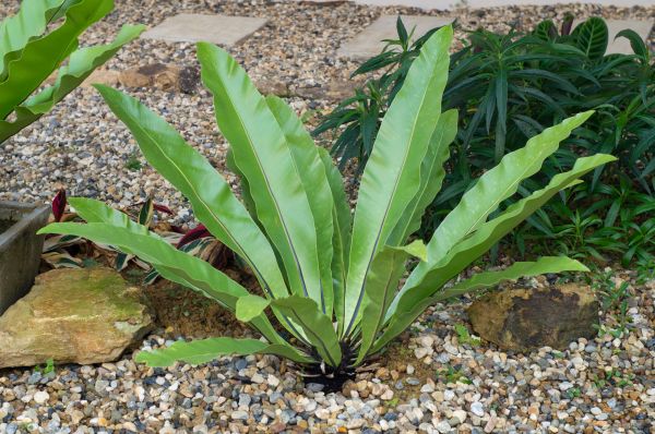 Pea Gravel Installation in Clovis