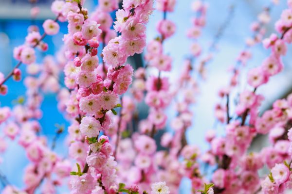 Japanese Cherry Tree Planting in Clovis