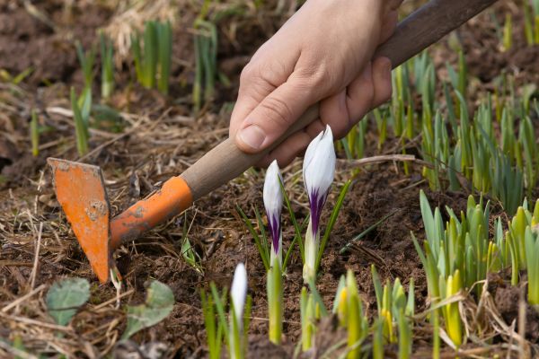Flower Garden Weeding in Clovis