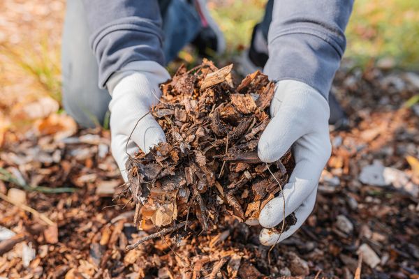 Shredded Mulch Installation in Clovis