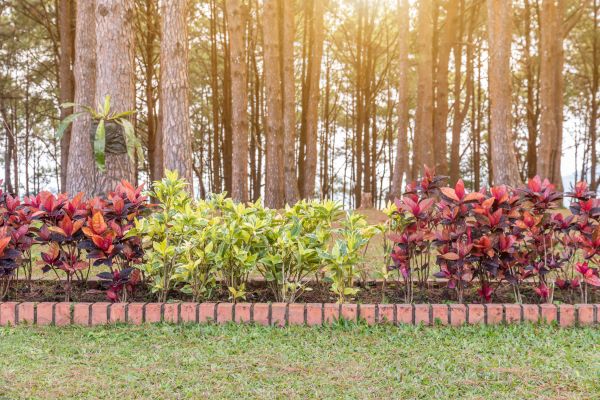 Small Garden Landscaping in Clovis