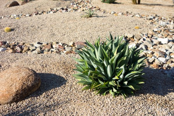 Xeriscaping Service in Clovis
