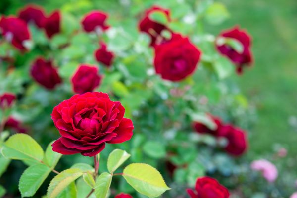 Rose Planting in Clovis