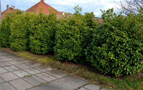 Privacy Shrub Installation in Clovis