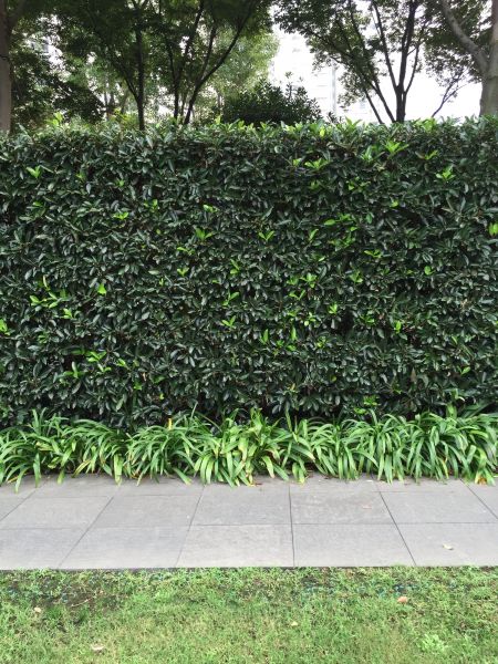 Privacy Shrub Planting in Clovis
