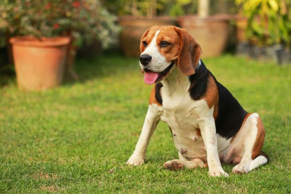 Dog Friendly Landscaping in Clovis