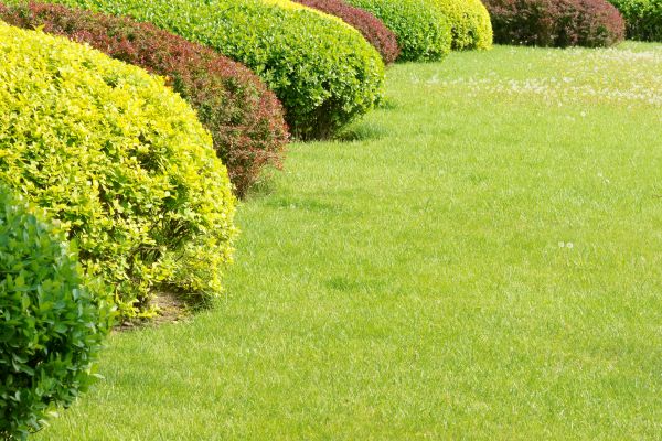 Shrubbery Planting in Clovis