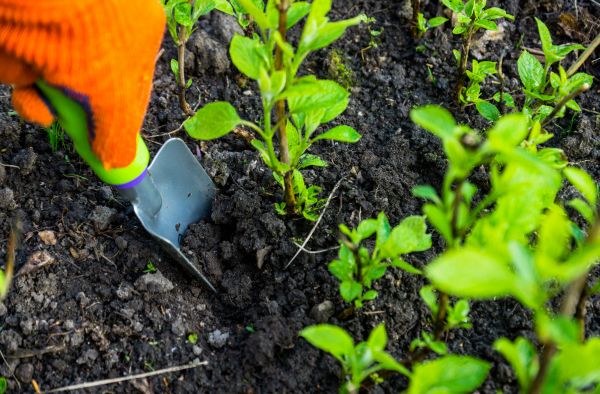 Hydrangea Planting in Clovis