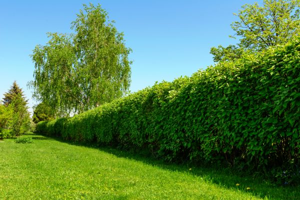 Hedge Replacement in Clovis