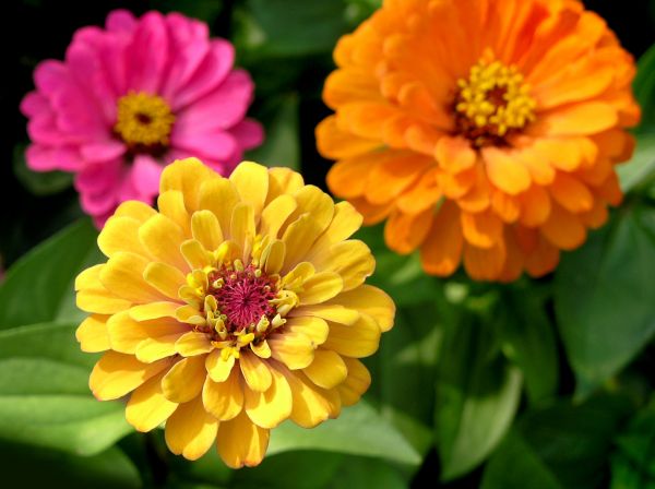 Zinnia Planting in Clovis