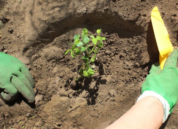 Rose Bush Planting in Clovis