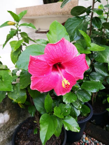 Hibiscus Planting in Clovis