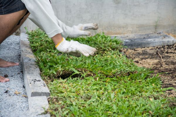 Ground Cover Planting in Clovis