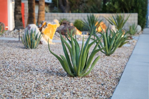 Drought Resistant Landscaping in Clovis
