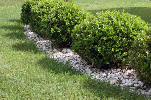 Boxwood Planting in Clovis